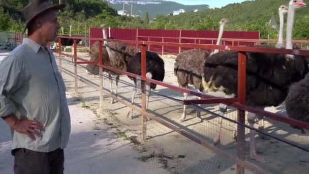 Devekuşu çiftçiliği. Bir çiftçi devekuşu çiftliğinde çalışıyor. Organik açık hava kümes hayvanları çiftliği — Stok video