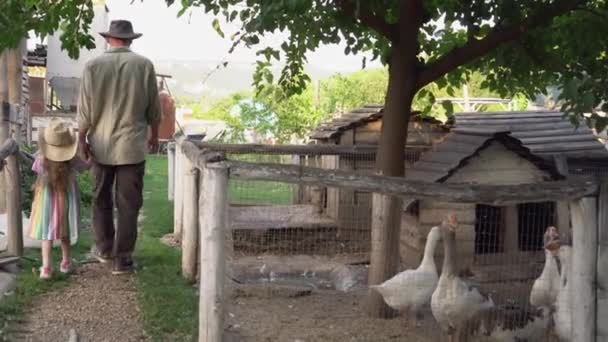 Petite ferme avicole biologique familiale. Fermier avec sa fille. Poulet faisan canard oie. Stylo oiseau domestique extérieur. Élevage — Video