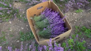Buketler için taze lavanta topluyorum. Kutuda bir sürü var. Hasat, kuruyan ve kuruyan çiçekler. Çiçek çiftliği, lavanta çiftliği.