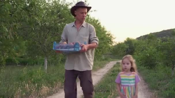 Een boer plukt perziken in de boomgaard. Vruchtenseizoen. Familie landbouw klein bedrijf, vader en dochter — Stockvideo
