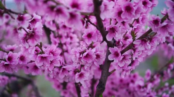 Pfirsichbaum blüht. Blühende Bäume im Frühling im Obstgarten. Schöne rosa Blumen auf einem Zweig — Stockvideo