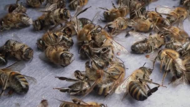 Mortalidad de abejas. Las abejas están muriendo. Las abejas muertas se acercan. La muerte de las abejas melíferas y la contaminación ambiental por pesticidas, enfermedad de la varroatosis, 5G. Las abejas melíferas como indicadores biológicos. Apicultura — Vídeo de stock