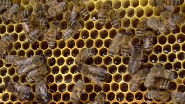 Du miel frais dans un nid d'abeille. Apiculture biologique. Ferme d'abeilles mellifères biologique. Cellules de cire, colonie d'abeilles mellifères, nid d'abeille en gros plan, ruche, apiculture — Video