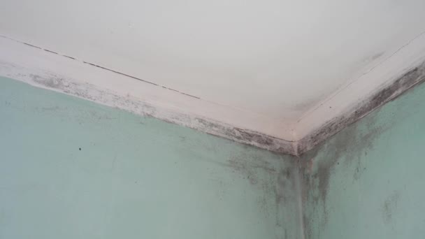 Crescimento do molde interno. Molde preto tóxico num edifício. Condensação em paredes, tectos. Sala de estar com alta umidade, umidade ou danos causados pela água — Vídeo de Stock