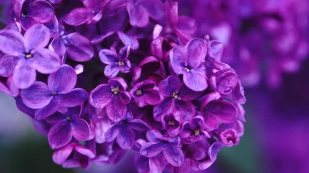 Bloeiende lila struik. Roze lila bloemen. Syringa boom met groene bladeren in de natuur. Lente natuurlijke achtergrond — Stockvideo