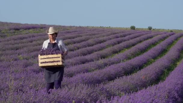 Una contadina lavora in un campo in una fattoria di lavanda. Raccogli lavanda per bouquet, usi culinari e progetti fai da te. Agricoltura Coltivazione Raccolta Potatura e Asciugatura Fiori di Lavanda — Video Stock