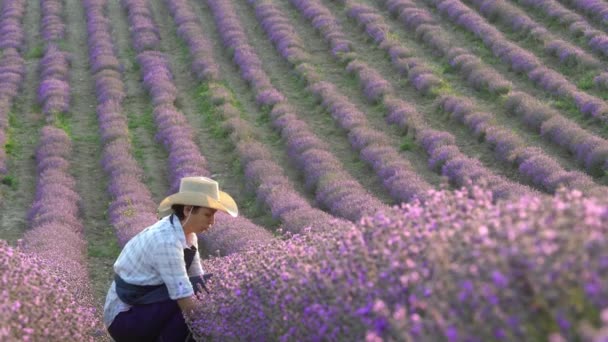 Kobieta uprawia lawendę na polu. Farma lawendowa, sadzenie i zbiory. Produkcja olejku eterycznego z lawendy — Wideo stockowe