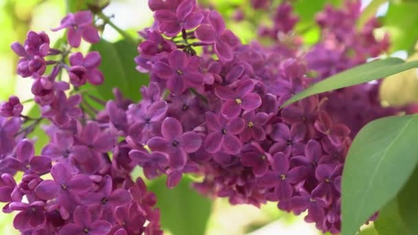 Blühender Fliederbusch. Lila Fliederblüten. Syringa-Baum mit grünen Blättern in der Natur. Natürlicher Hintergrund des Frühlings — Stockvideo