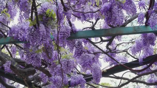 Wisteria com cascatas de flores azuis a roxas que parecem espetaculares penduradas em uma pérgula ou arcada na primavera e início do verão. Floração da primavera — Vídeo de Stock