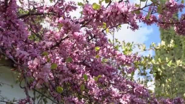 Cercis siliquastrum blossom. Cercis flores de color rosa en una rama madura. Árbol de Judas floreciendo en primavera — Vídeos de Stock