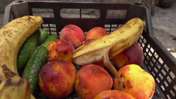 Voedselverlies op de boerderij of markt. Verwend verrot fruit op de vuilnisbelt. Landbouwproductie en -oogst. Weggegooide rotte groenten en fruit. Vermindering van het begrip voedselverspilling — Stockvideo