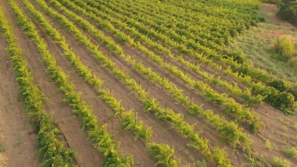 Groene druivenvelden in de zomer. Wijnindustrie. Druiven verbouwen, wijn maken. Luchtfoto drone view video — Stockvideo