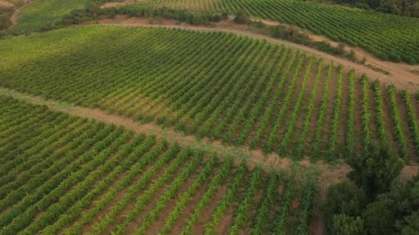 Viñedos Hermosa vista aérea. Campo de uva. Campo Hermosa granja. Industria del vino. Campo Francia — Vídeos de Stock