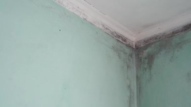 Kapalı alan küf büyümesi. Bir binada zehirli siyah küf. Duvarlarda, tavanlarda yoğunlaşma var. Yüksek nem, nem ya da su hasarı olan oturma odası. Hindistan 'da Covid-19 ve siyah mantar.