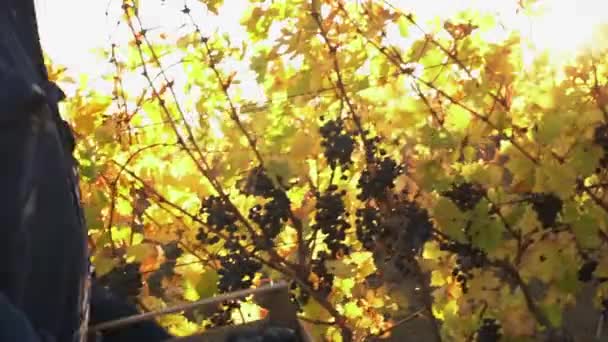 En medelålders bonde. Lådan med gröda i händerna. Ekologisk odling och vinframställning. Druvodling och skörd på en lokal vingård — Stockvideo
