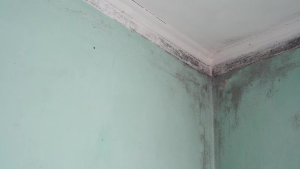 Crescimento do molde interno. Molde preto tóxico num edifício. Condensação em paredes, tectos. Sala de estar com alta umidade, umidade ou danos causados pela água. Covid-19 e fungos negros na Índia — Vídeo de Stock