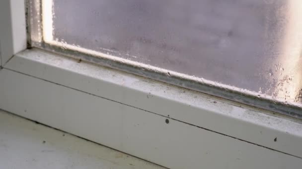 Czarna pleśń na ramie okna. Kondensacja na szkle. Problemy z wilgocią i pleśnią. pleśń lub pleśń, pleśń, to wzrost grzybów, który rozwija się na mokrych materiałach — Wideo stockowe