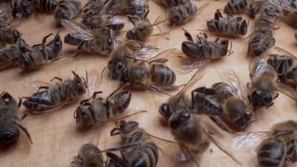 Bir sürü ölü işçi bal arısı yaklaşıyor. Arı ölümlülüğü. Böcek ilacı zehirlenmesi, Bakteriyel hastalıklar, Böcekler ve parazitler, mantar hastalıkları — Stok video