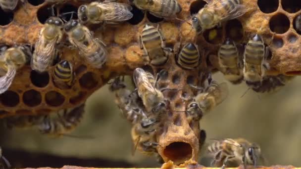 Koninginnencel dicht. Bijenteelt. Koninginnebij. Zwerm of Supercprocedure Cellen — Stockvideo