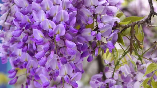 Wisteria Bush. Flor japonesa púrpura Wisteria árbol se mueve en el viento en el jardín de Italia. Florecimiento de primavera. Las abejas polinizan las flores — Vídeos de Stock