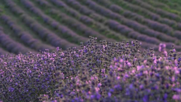Campo di lavanda. Fattoria Lavender Valley. Bellissimi fiori viola, coltivazione biologica e agricoltura — Video Stock