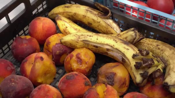 Çöp sahasında satılmamış gıda ürünleri. Çürük meyve kutuları çöpe atılır. Çiftlikte veya markette yiyecek atıkları ve kayıpları — Stok video