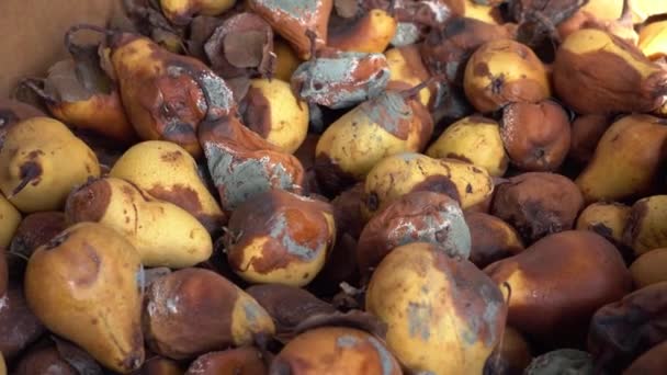 Un mucchio di pere marce e ammuffite. La muffa sulla frutta. Perdita e sprechi alimentari. Danni alla coltura della frutta. Perdita di cibo nella produzione agricola e nel raccolto. Raccolta non ordinata o non venduta — Video Stock