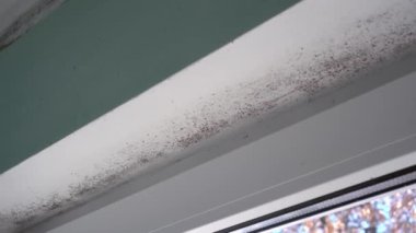 Cam pencere çerçevelerinin etrafında zehirli siyah küf büyümesi. Pencerelerde Dampness ve Yoğunlaşma