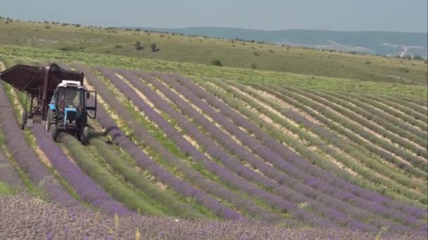 Збирання лаванди. Промисловість Лаванда. Вирощування і вирощування за допомогою технології. Збирання свіжої лаванди на фермі для есенціального виробництва нафти. — стокове відео