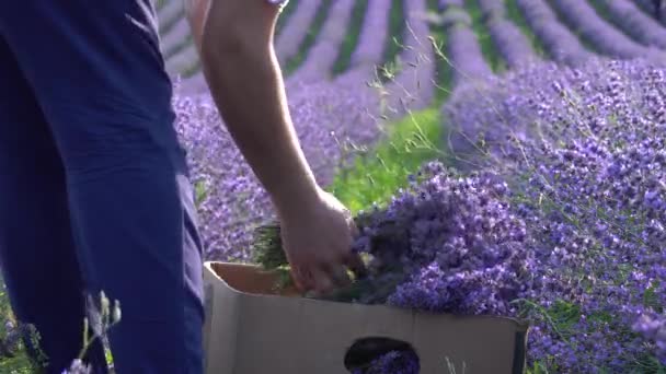 여자 농부는 수확용 칼을 사용하여 라벤더를 잘라 냅니다. 라벤더 수확기 현장에서. 라벤더의 수동 수확입니다. 장식용으로 천연 말린 라벤더 꽃 다발을 위한 라벤더 재배 — 비디오