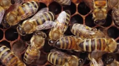 Kapüşonlu işçi kuluçkası, Sealed Brood, Arı Larvası ve Yumurta. Bir bal arısı kolonisi, bir bal peteği yakından, arı kovanı, arıcılık