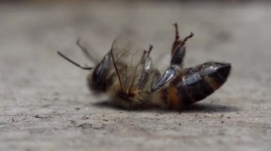 Arı ölüyor. Ölü bir arı makrosu. Bal arılarının ölümü ve böcek ilaçlarıyla çevre kirliliği: Bal arıları biyolojik göstergeler. Arıcılık ya da apikültür. Kovandaki arı kolonisi