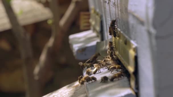 Abeja con cestas de polen. Cosecha de miel. Las abejas vuelan en la colmena macro, cámara lenta — Vídeo de stock