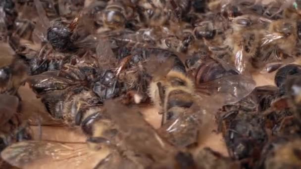 De bijen gaan dood. Een dode bijen van dichtbij. De dood van honingbijen en milieuvervuiling door pesticiden, varroatosis disease, 5G. De honingbijen als biologische indicatoren. Bijenteelt of bijenteelt — Stockvideo