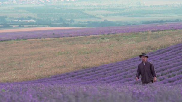 Lavendelteelt. Een boer in een bloeiend paars lavendelveld. Industriële teelt. Landelijk landschap. Lavendel in Provence, Frankrijk — Stockvideo
