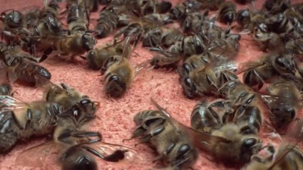 Viele tote Arbeiter-Honigbienen aus nächster Nähe — Stockvideo
