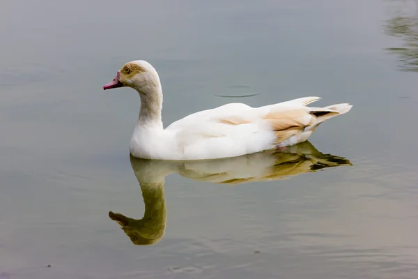 Anatre bianche in un lago — Foto Stock