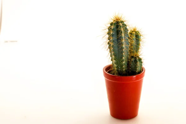 Cactus planta con espinas —  Fotos de Stock