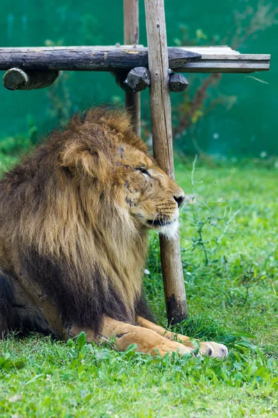 Beautiful real Lion — Stock Photo, Image