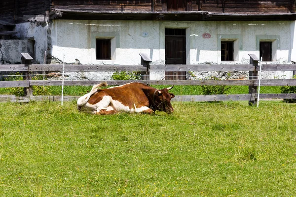 Коровы пасутся на зелени — стоковое фото