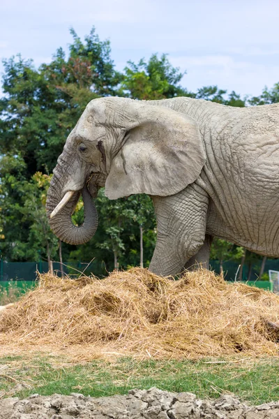 Krásný velký Elepant — Stock fotografie