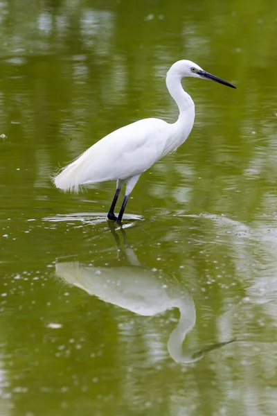 Belle aigrette blanche — Photo