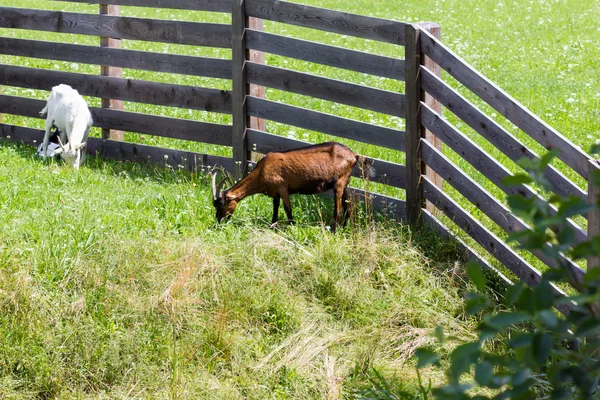 Güzel keçi otlatma
