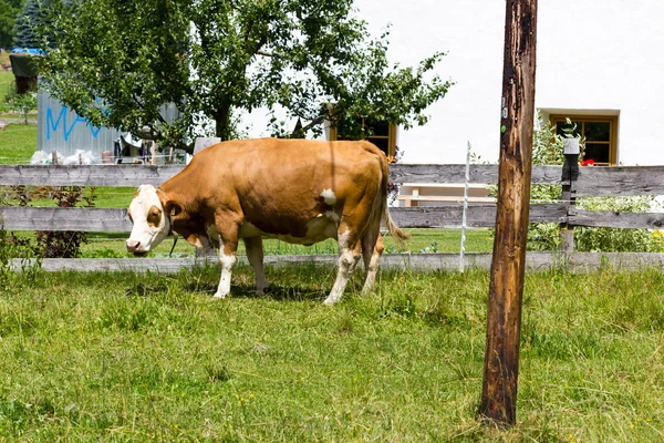 Коричневий корів, котрі пасуться — стокове фото