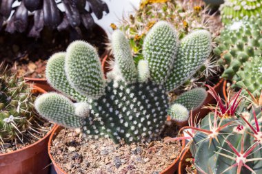 Kaktüsler bileşimi