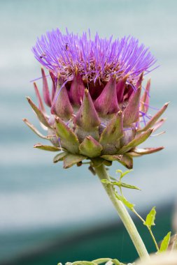 Güzel enginar çiçekli