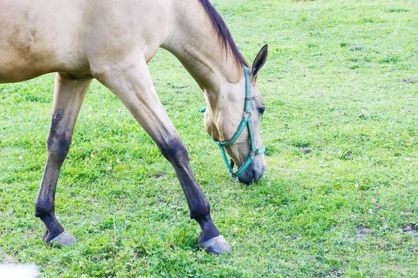 Horse grazing in the grass — Stock Photo, Image