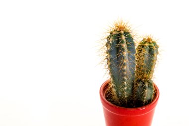 dikenli kaktüs bitki