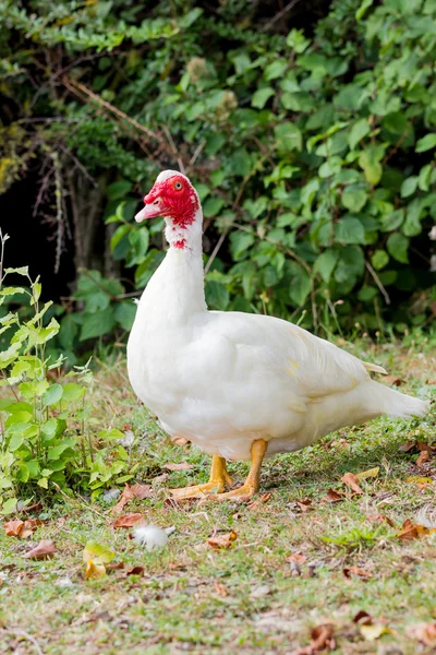 Красивая белая Турция — стоковое фото