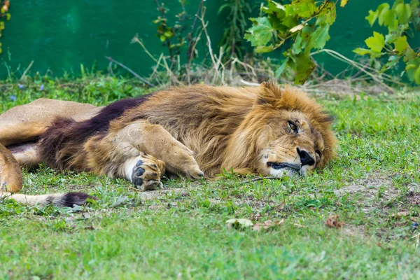Nádherný Lev spí na trávě — Stock fotografie